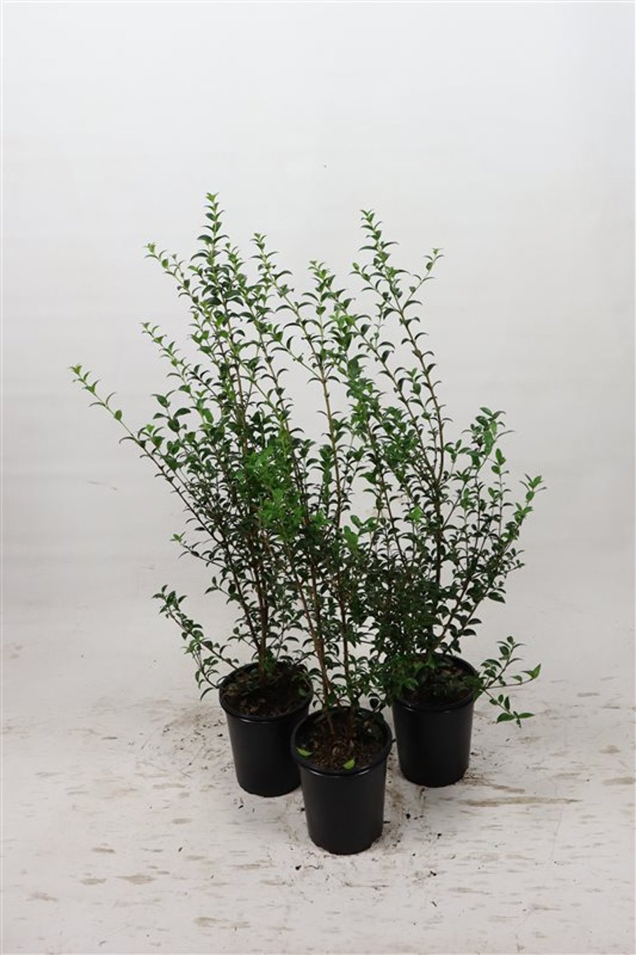 Osmanthus burkwoodii - C3.5 60-80 CM